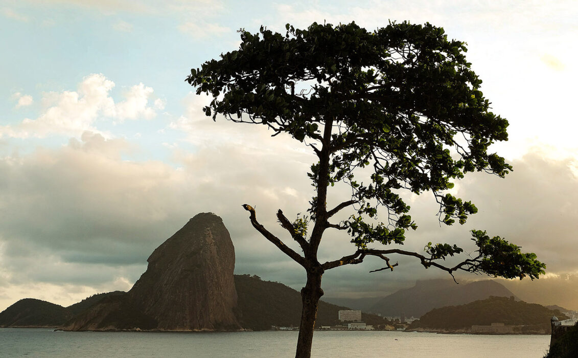 																																										<h5>Rio de Janeiro - Brasil</h5>
																											